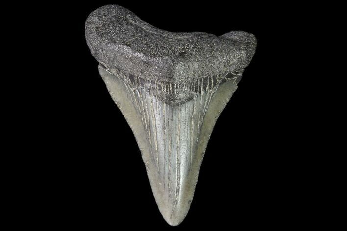 Juvenile Megalodon Tooth - Georgia #101434